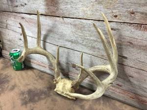 lot 134 image: 9 Point Whitetail Deer Antlers