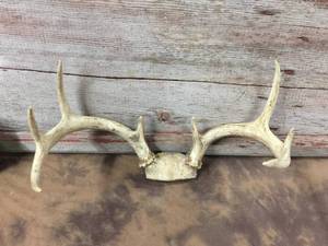 lot 135 image: 8 Point Whitetail Deer Antlers
