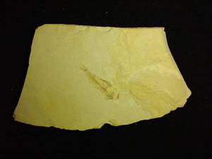 lot 177 image: Small Fossil