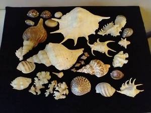 lot 267 image: Huge Lot of Shells