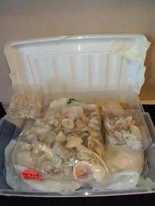 lot 380 image: Tote of Sea Shells for Crafting
