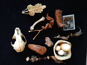 lot 403 image: Nature Museum Lot