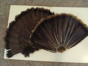 lot 458 image: Turkey Tail