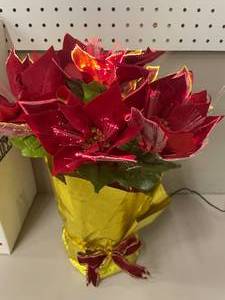 lot 25 image: 15 Fiberoptic Poinsettia