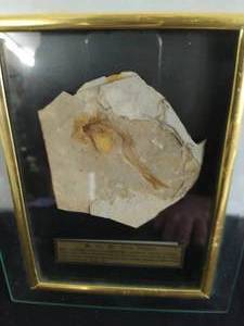 Framed Fish Fossil&nbsp