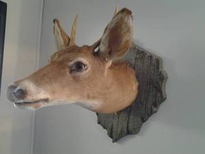 lot 9 image: Stuffed Taxidermy Mounted White Tail 2-Point Deer Head
