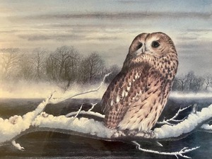 lot 74 image: Tawny Owl Numbered Print by P. Snow