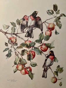 lot 65 image: Rose-Breasted Grosbeak Print by Cecil Golding