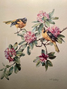 lot 63 image: Baltimore Oriole Artwork Print by Cecil Golding