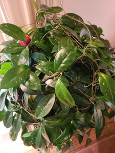 lot 135 image: Large Houseplant with Metal Stand
