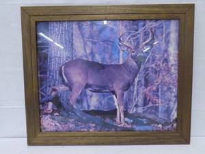 Framed Buck