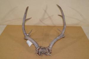 lot 224 image: Deer Antler Rack