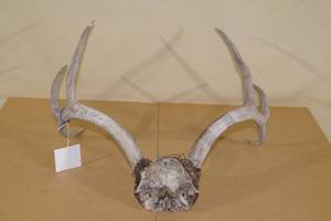 lot 218 image: Whitetail Antler Rack
