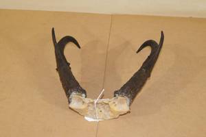 lot 219 image: Pronghorn Antler Rack