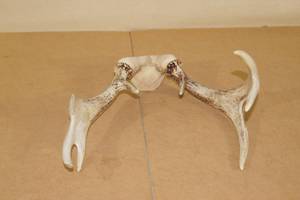 lot 220 image: Antler Rack