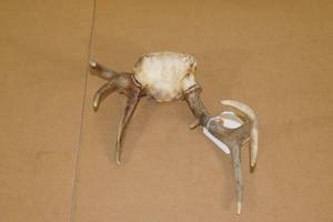 lot 221 image: Nontypical Deer Antler Rack