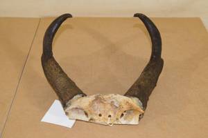 lot 222 image: Half Curl Pronghorn Antler Rack
