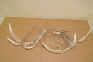lot 223 image: Deer Antler Sheds