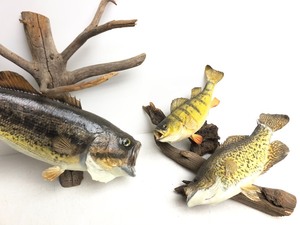 lot 362 image: Lot of 3 Genuine Taxidermy Fish Mounts