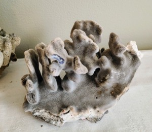 lot 367 image: Coral Pieces