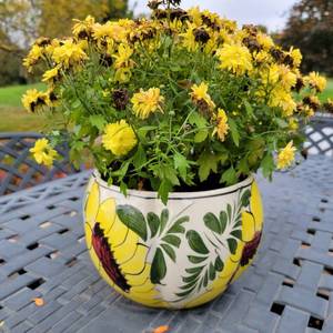 lot 41 image: 4 Ceramic Flower Pots with Plants