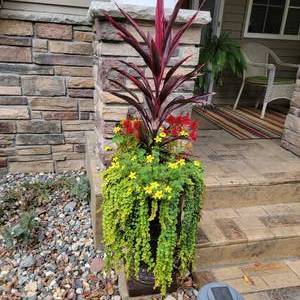 lot 185 image: 26 Planter and Plant