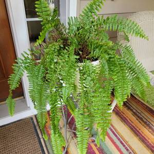 lot 188 image: 5 Flower Pots with Plants