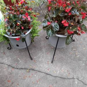 Beautiful Set of (2) Planters with Live Begonias&nbsp