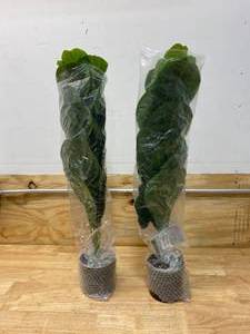 lot 103 image: BESAMENATURE Lot of 2-  30 Little Artificial Fiddle Leaf Fig TreeFaux Ficus Lyrata for Home Office Decoration
