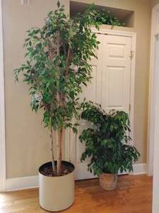 Three Faux PlantsTrees