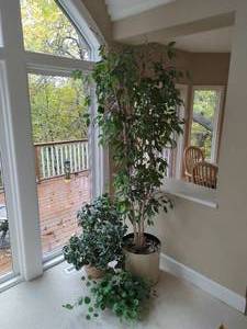 Four Faux PlantsTrees