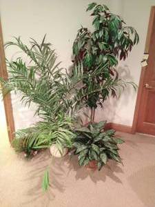 Collection Of Artificial Plants