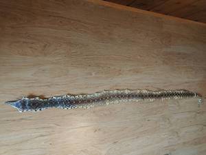lot 31 image: Large Snake Skin