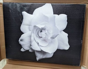 lot 85 image: Trademark Fine Art Kurt Shaffer Gardenia in Black and White Canvas Wall Art