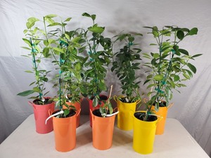 lot 1F image: 8 New Calamondin Fruit Producing Patio Trees