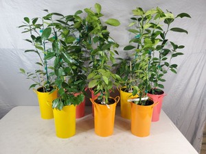 lot 1G image: 8 New Fruit Producing Calamondin Patio Trees