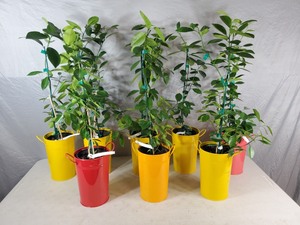 lot 1H image: 8 New Fruit Producing Calamondin Patio Trees