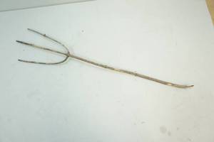 Branch