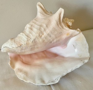 lot 205 image: Seashell and 3 Starfish
