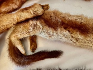 lot 385 image: 3 Fur Pieces