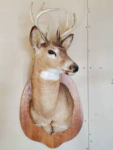 lot 2 image: Gorgeous White Tail Deer Mount