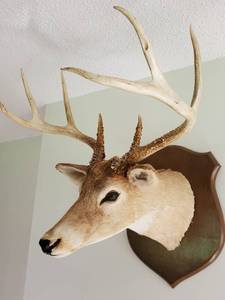 lot 3 image: Nice White Tail Deer Mount