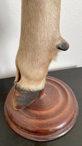 lot 252 image: Hoof Ashtray