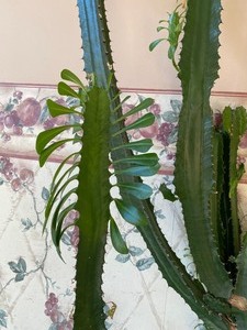 lot 205 image: Five Foot Tall Cactus Plant