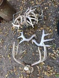 lot 339 image: Antlers