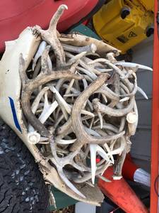 lot 366 image: Antlers