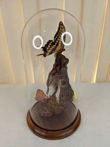 lot 159 image: Beautiful Real Butterfly Display Glass Dome