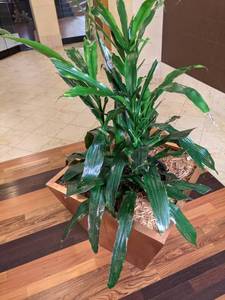 lot 44 image: Indoor Potted Plant