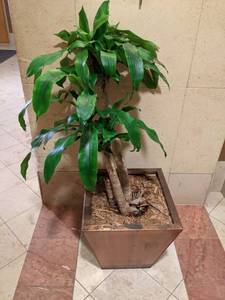 lot 49 image: Large Indoor Potted Plant