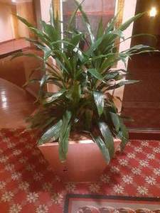 lot 689 image: Potted Plant in Very Large Planter